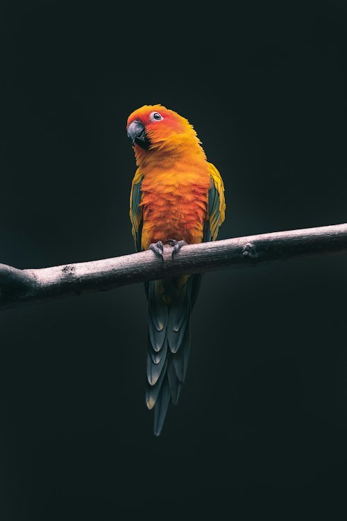 avian