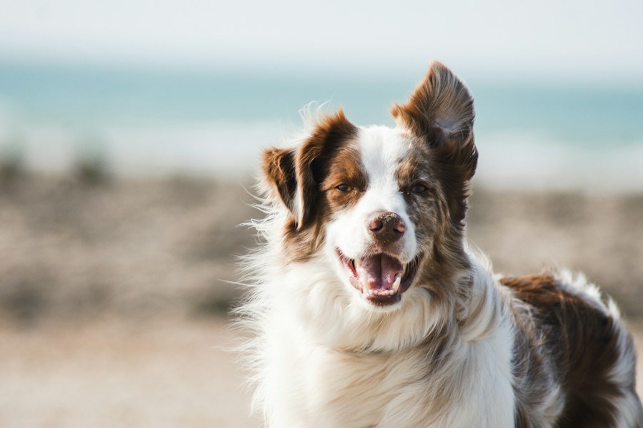 canine