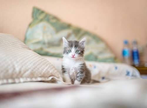 feline
