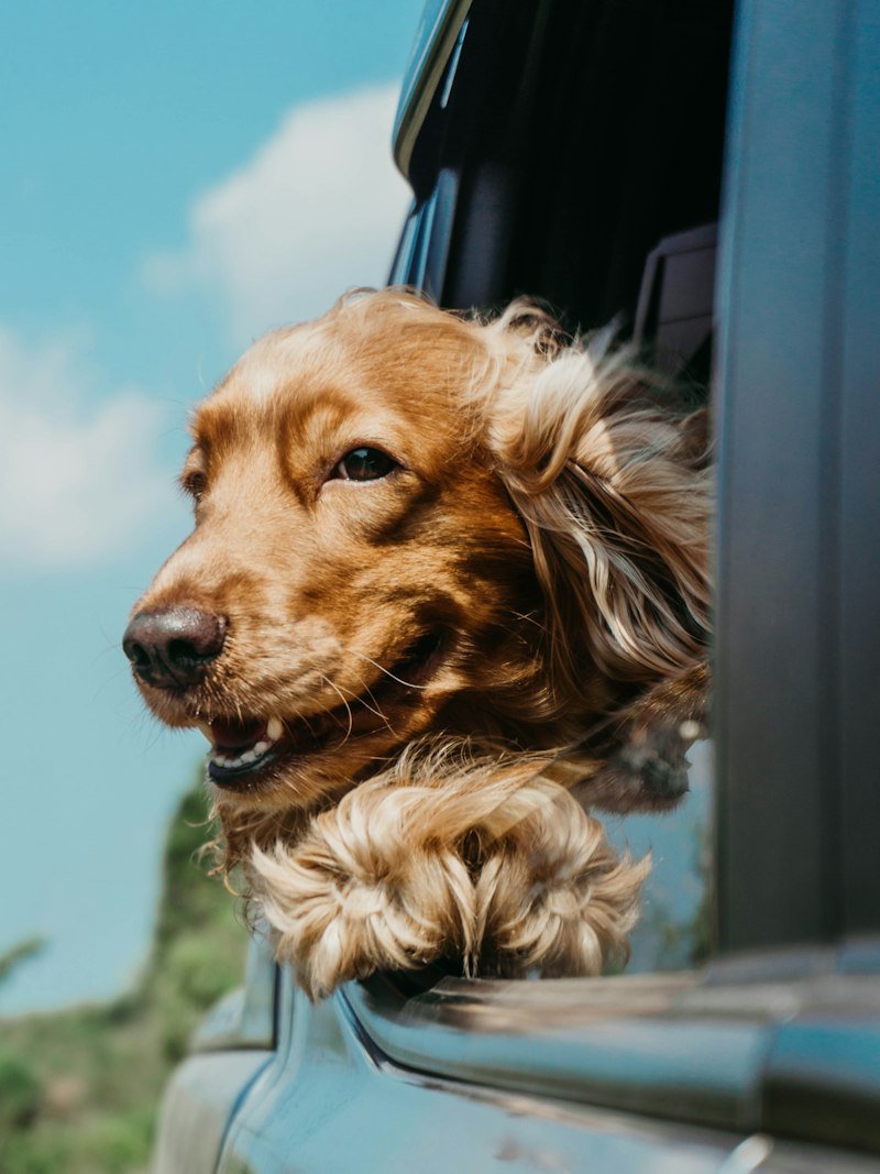 veterinary care