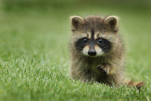 wildlife